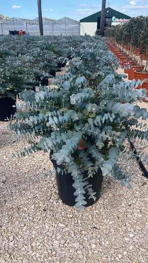 EUCALYPTUS CINEREA SILVERDOLLAR