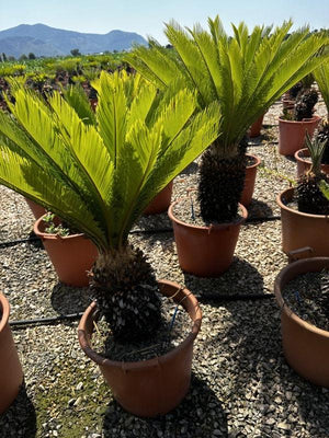 CYCAS REVOLUTA