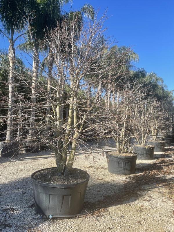 TILIA PLATYPHYLLOS OREBRO