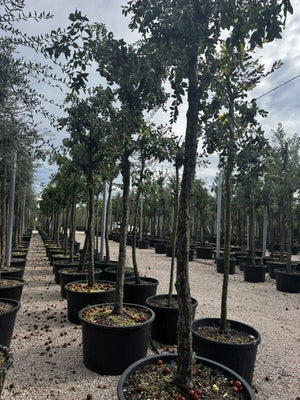 ZIZIPHUS JUJUBA