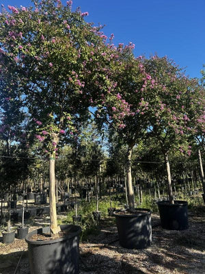LAGERSTROEMIA INDICA