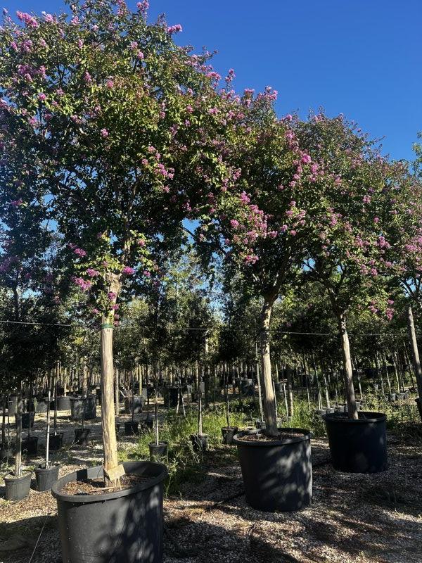 LAGERSTROEMIA INDICA