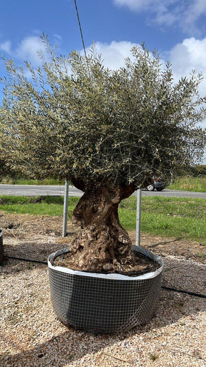OLEA EUROPEA