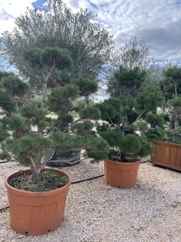 PINUS SYLVESTRIS