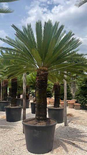 CYCAS TAIWANIANA
