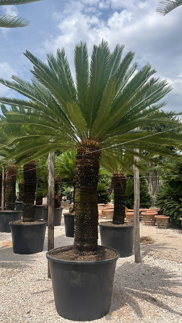 CYCAS TAIWANIANA