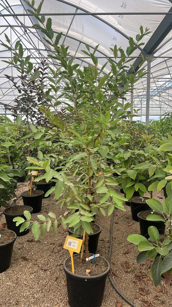 PSIDIUM GUAJAVA ROSSA