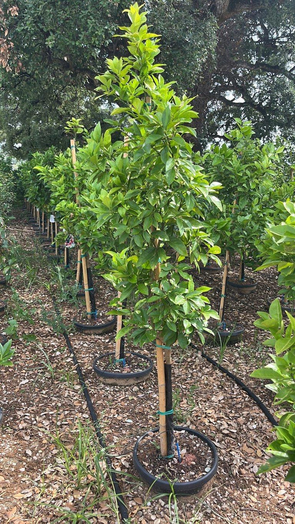 CITRUS SINENSIS NAVELINA