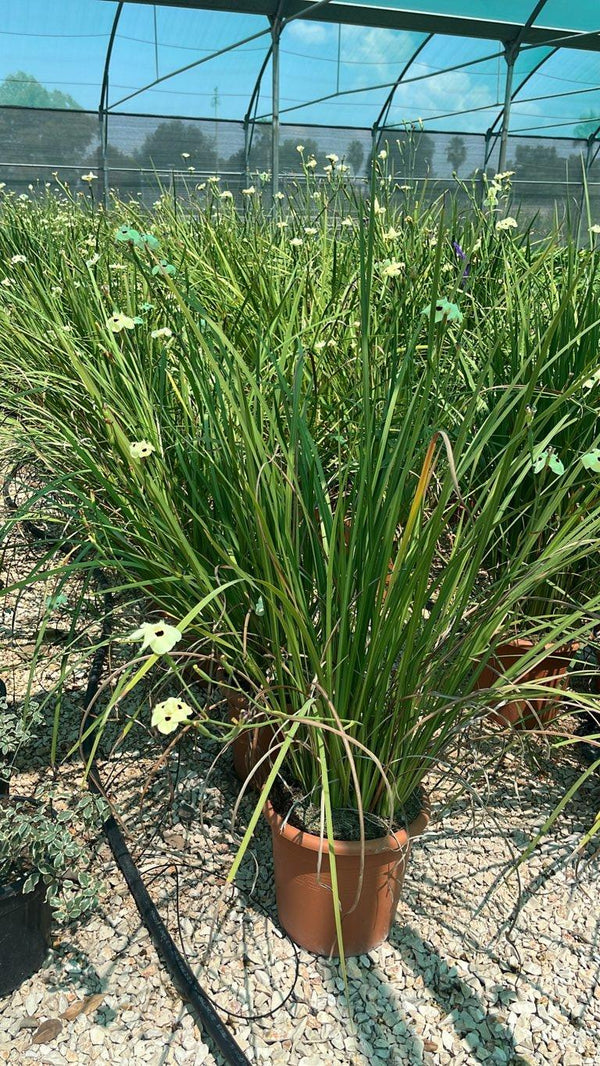 DIETES BICOLOR