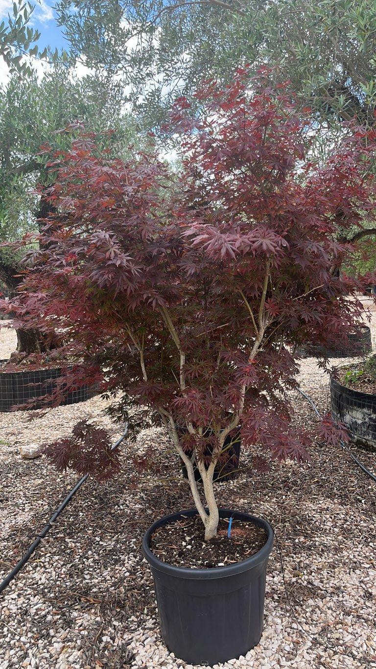 ACER PALMATUM ATROPURPUREUM