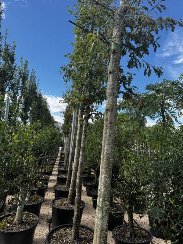 QUERCUS F.C PALUSTRIS