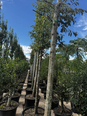 QUERCUS F.C PALUSTRIS