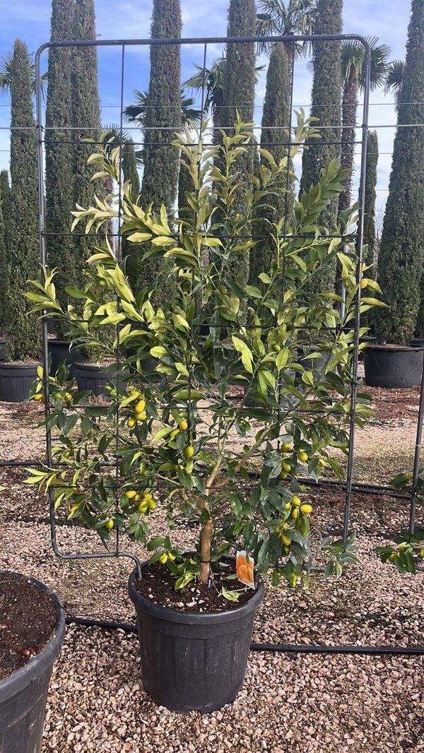 CITRUS FORTUNELLA MARGARITA