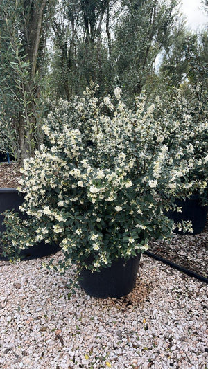 OSMANTHUS X BURKWOODII