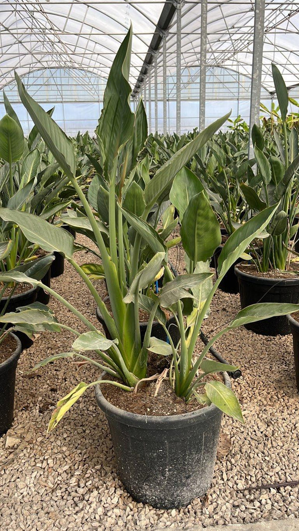 STRELITZIA REGINAE