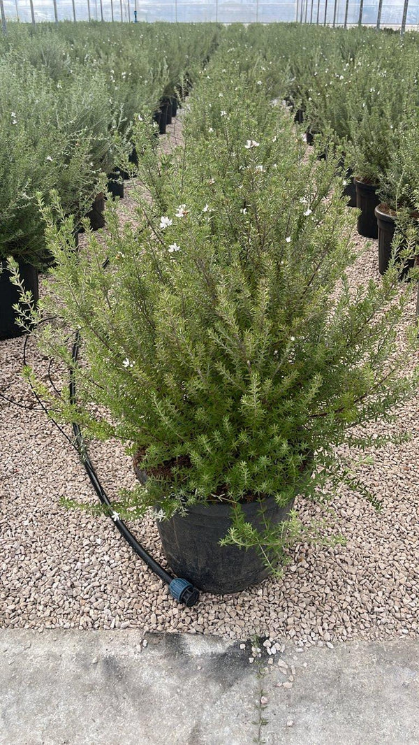 WESTRINGIA FRUTICOSA