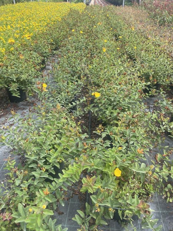 HYPERICUM DUMMERI PETER DUMMER