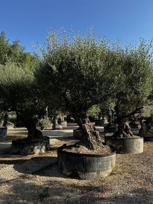 OLEA EUROPEA