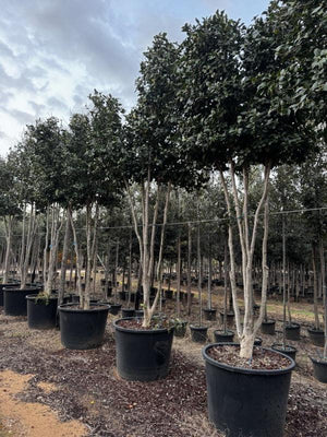 CAMELIA JAPONICA