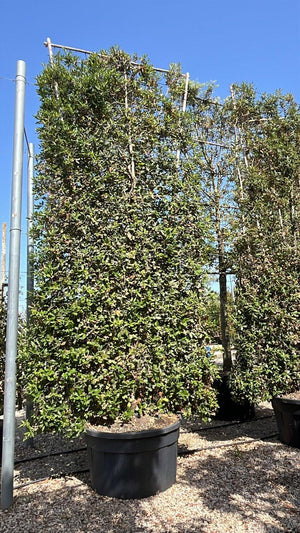 QUERCUS S. ILEX