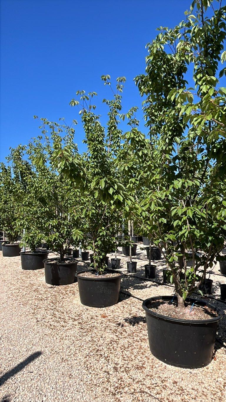 PRUNUS F.C SERRULATA KANZAN