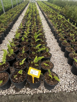 DRYOPTERIS LEPIDOPODA