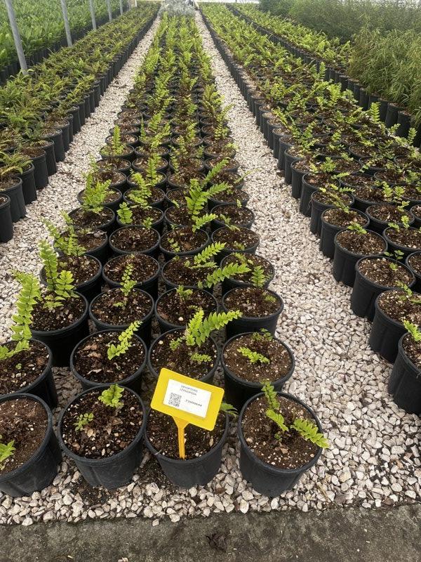 DRYOPTERIS LEPIDOPODA
