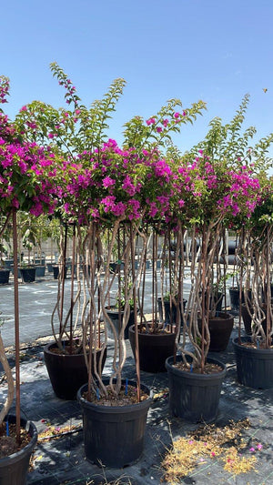 BOUGAINVILLEA SANDERIANA