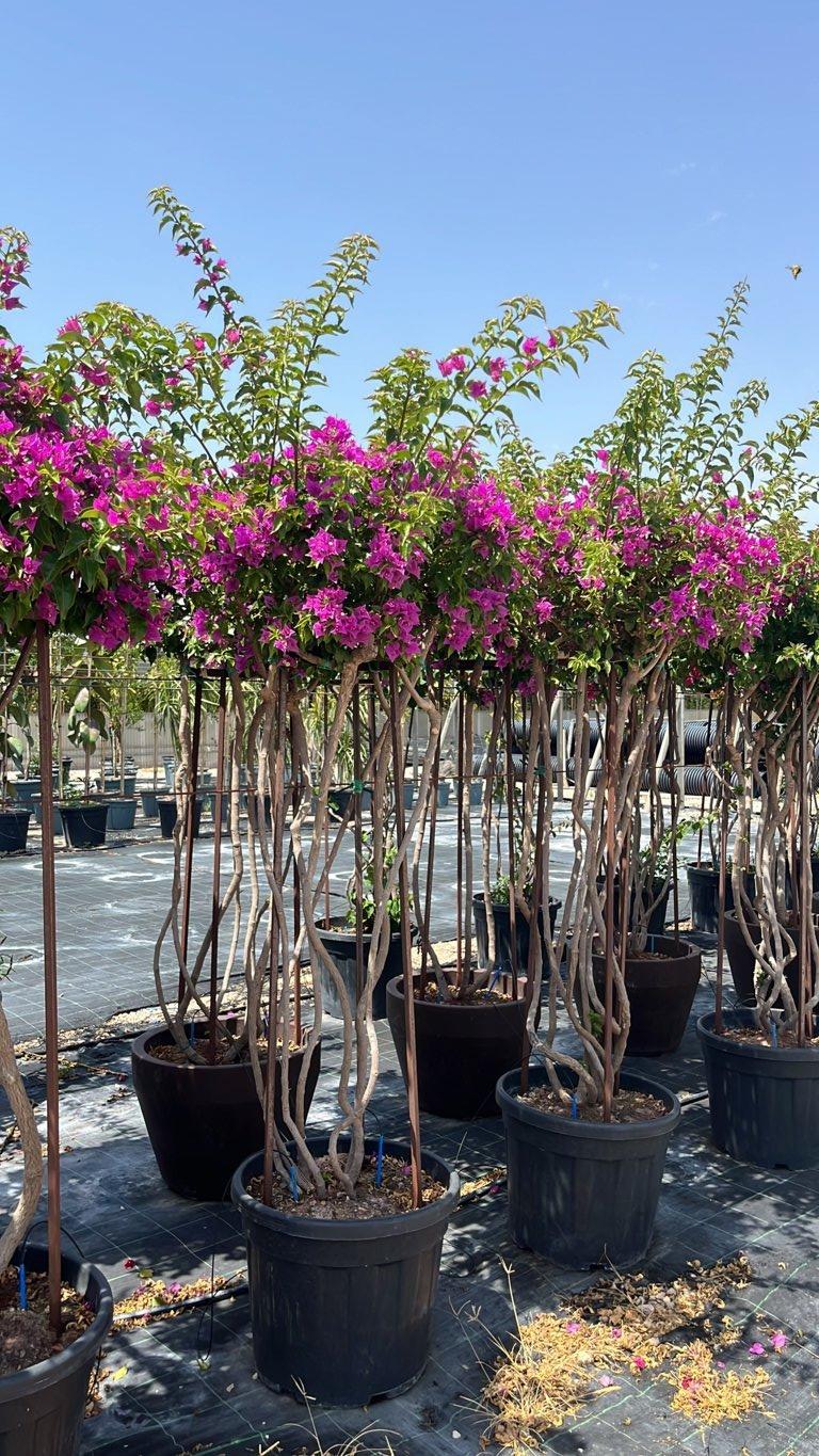 BOUGAINVILLEA SANDERIANA