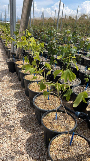 GINKGO BILOBA