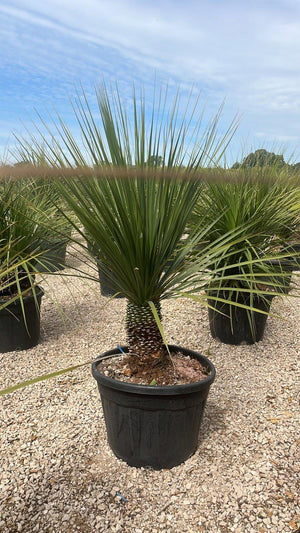 DASYLIRION LONGIFOLIUM