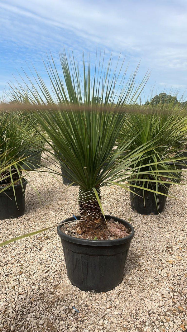 DASYLIRION LONGIFOLIUM