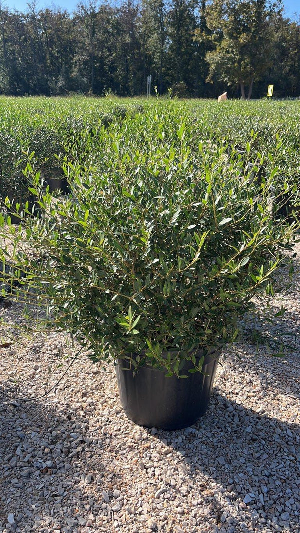 PHYLLIREA ANGUSTIFOLIA