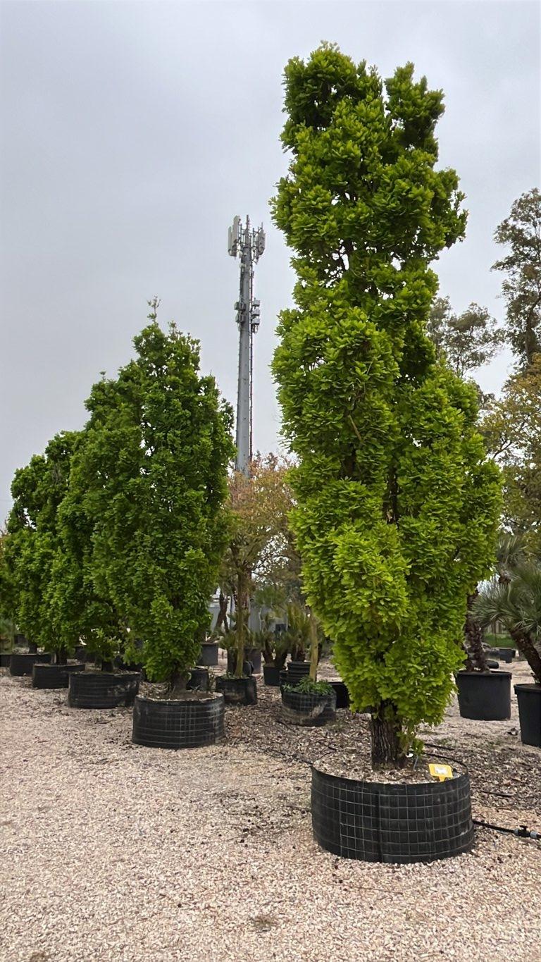QUERCUS F.C ROBUR FASTIGIATA  KOSTER