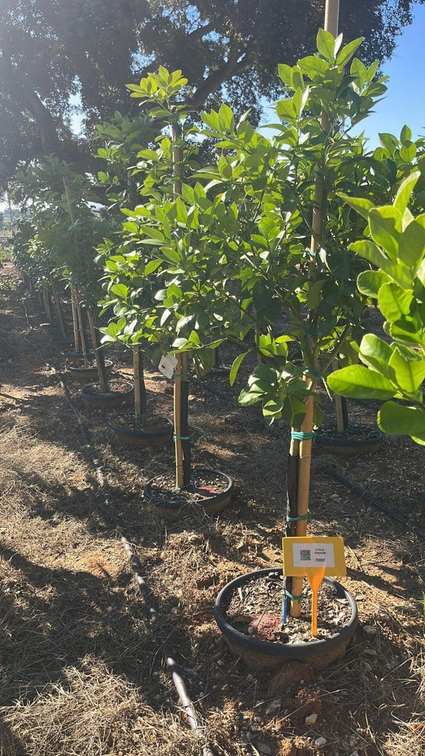 CITRUS PARADISI