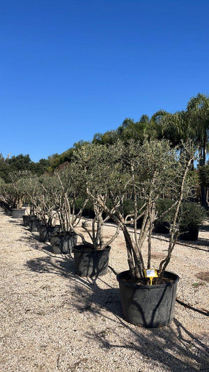 OLEA EUROPEA SYLVESTRIS