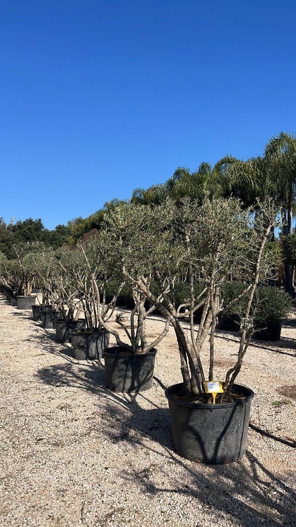 OLEA EUROPEA SYLVESTRIS
