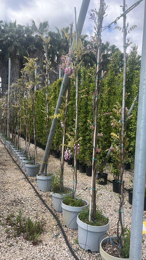 WISTERIA FLORIBUNDA SHOWA BENI