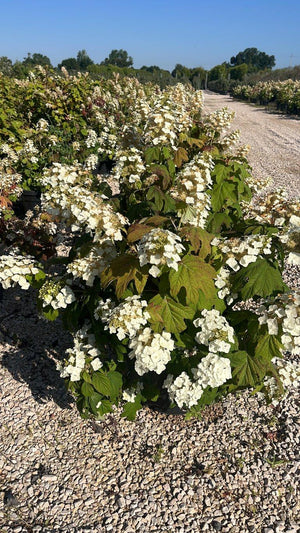 HYDRANGEA QUERCIFOLIA