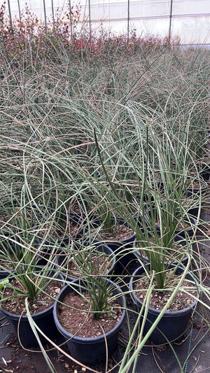 DASYLIRION LONGISSIMUM