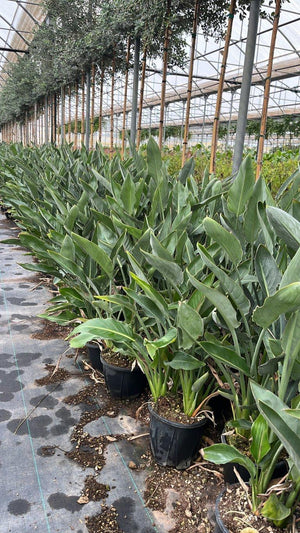 STRELITZIA REGINAE