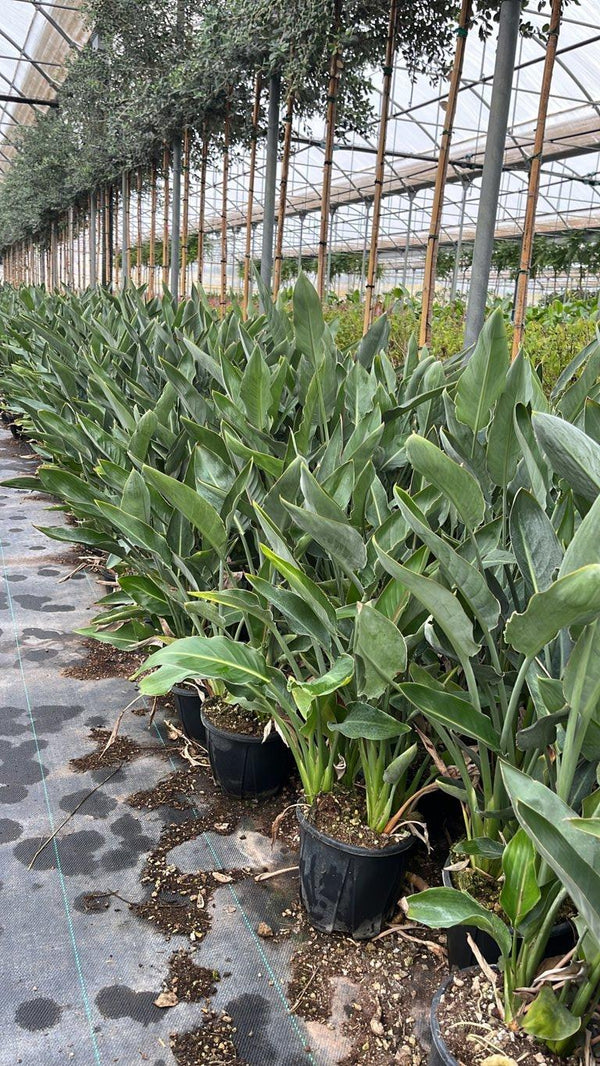 STRELITZIA REGINAE