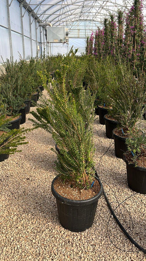MYRTUS COMMUNIS TARENTINA