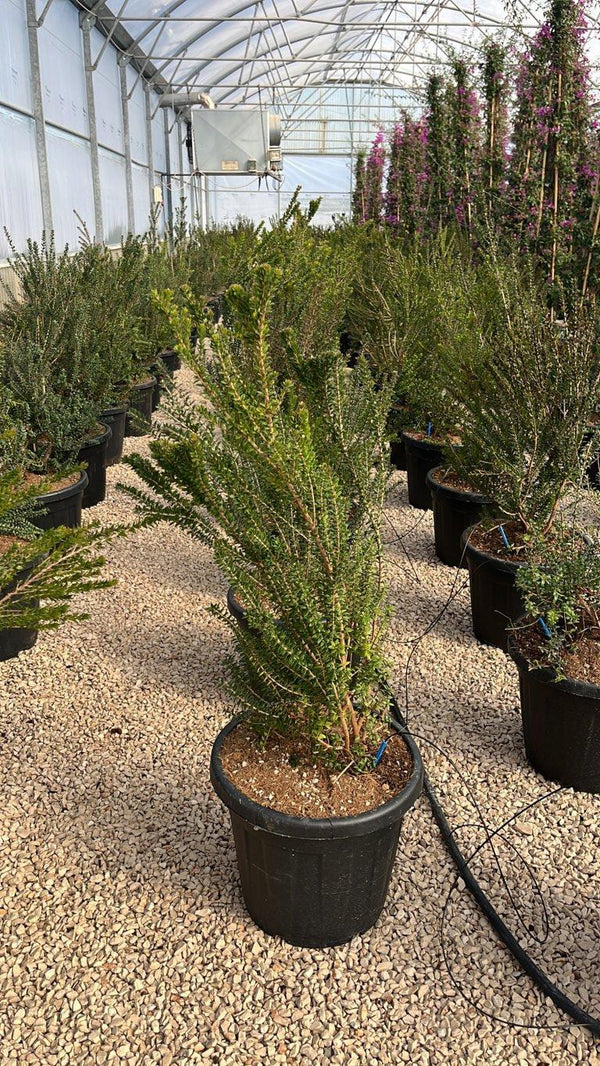 MYRTUS COMMUNIS TARENTINA