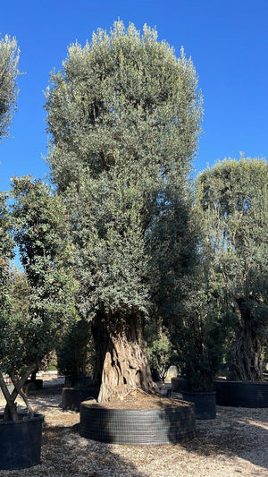 OLEA EUROPEA