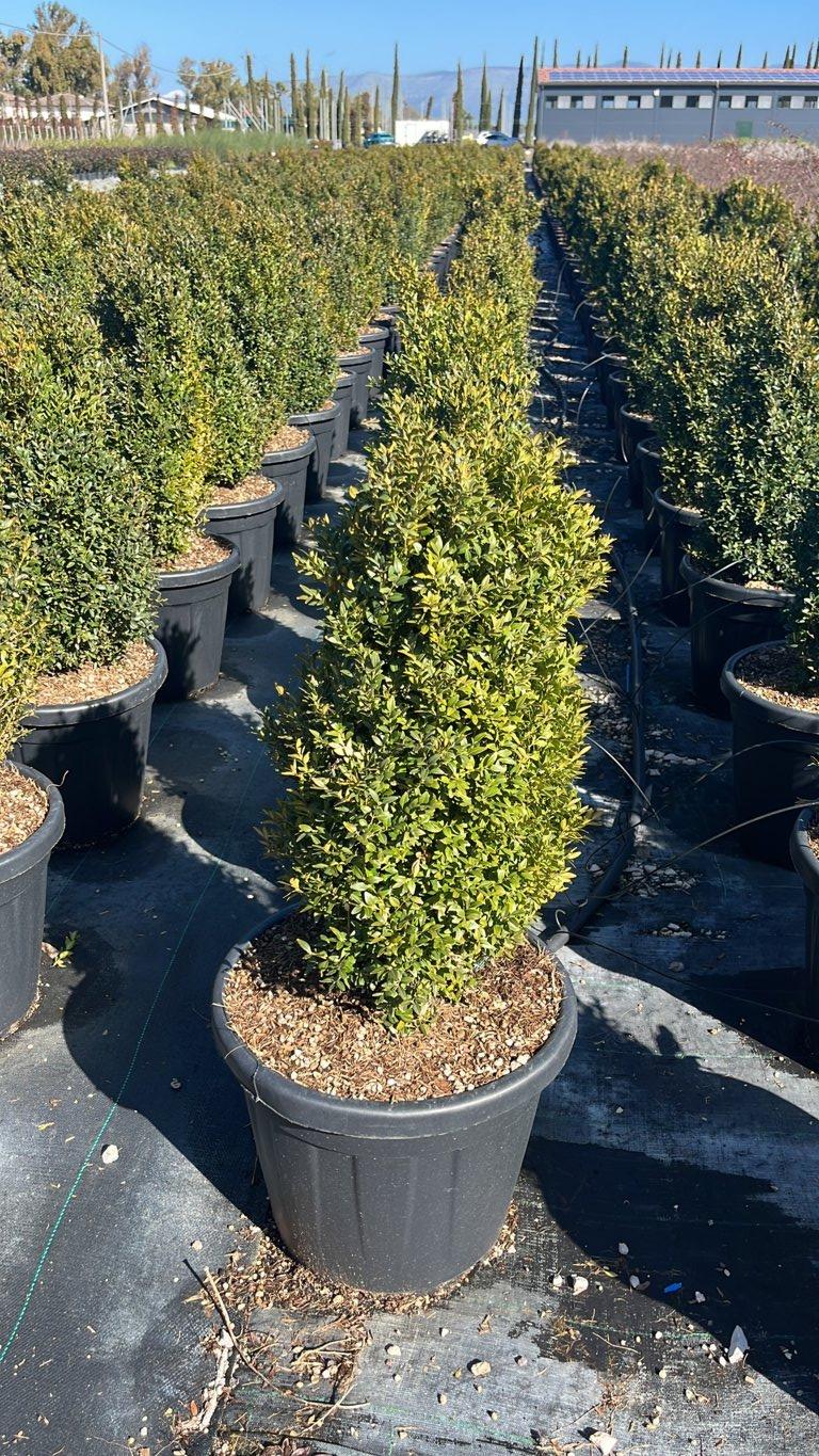 BUXUS MICROPHYLLA