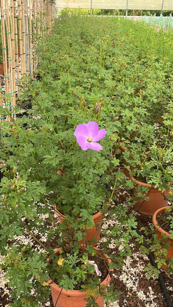 ALYOGYNE HUEGELII SANTA CRUZ