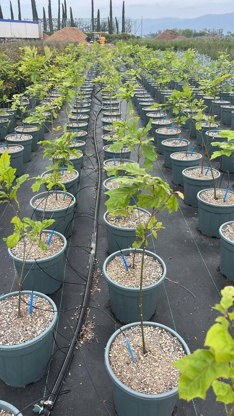 QUERCUS F.C SHUMARDII