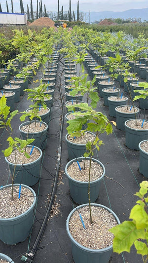 QUERCUS F.C SHUMARDII