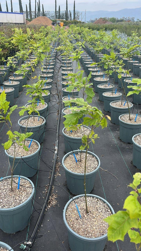 QUERCUS F.C SHUMARDII